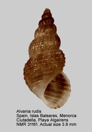 Alvania rudis (5).jpg - Alvania rudis(Philippi,1844)